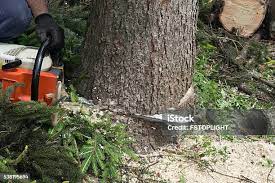 Best Commercial Tree Services  in Durand, IL