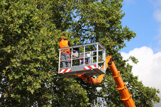 Leaf Removal in Durand, IL