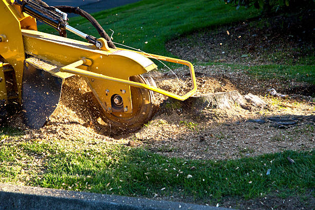 Durand, IL Tree Removal Company